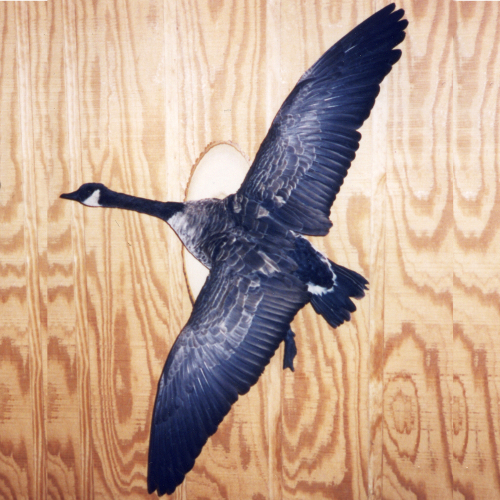 Lifesize mounts of gamebirds and waterfowl including ducks and geese